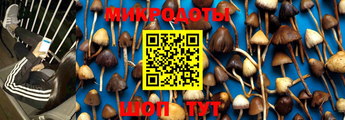 Псилоцибиновые грибы Psilocybe Нефтекамск